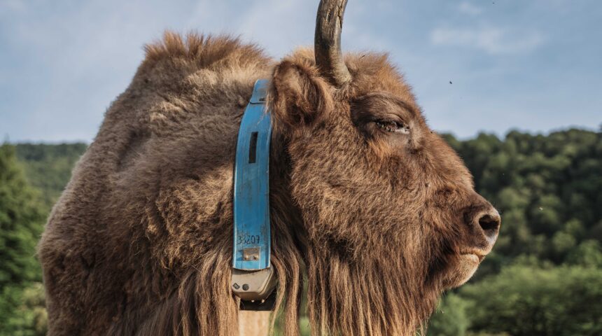 European Bison