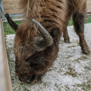 Mountains are important centres of biodiversity